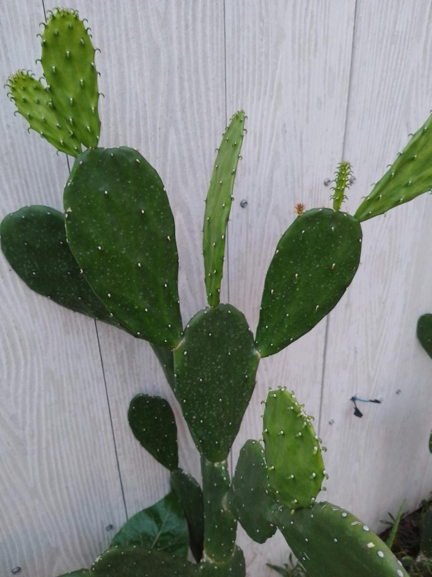 Pancho Villa 吉利阿尔 外观 照片